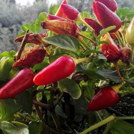 Gasthuis Il Vecchio Fauno