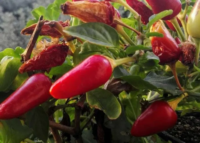 Affittacamere Il Vecchio Fauno